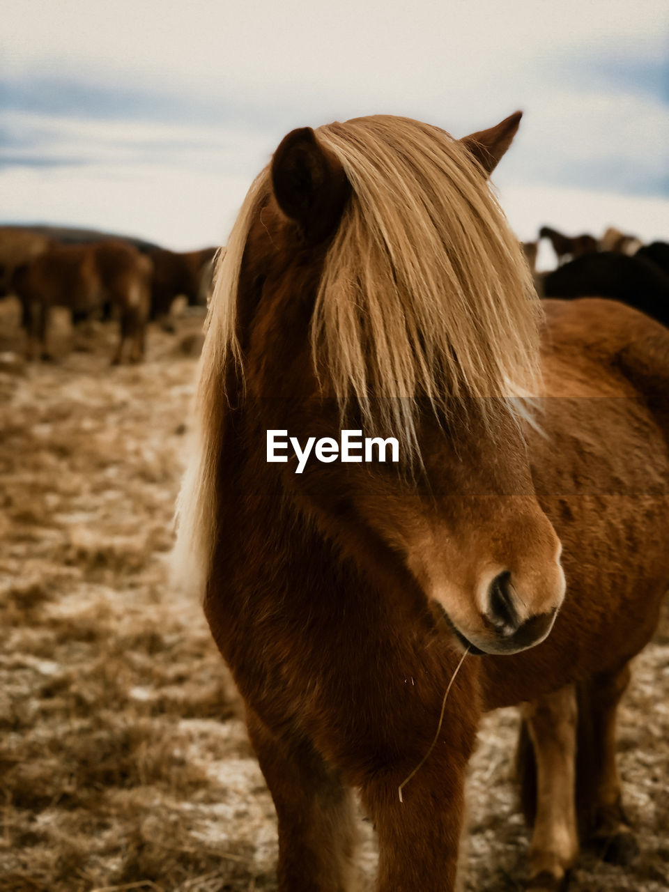 Red icelandic horse