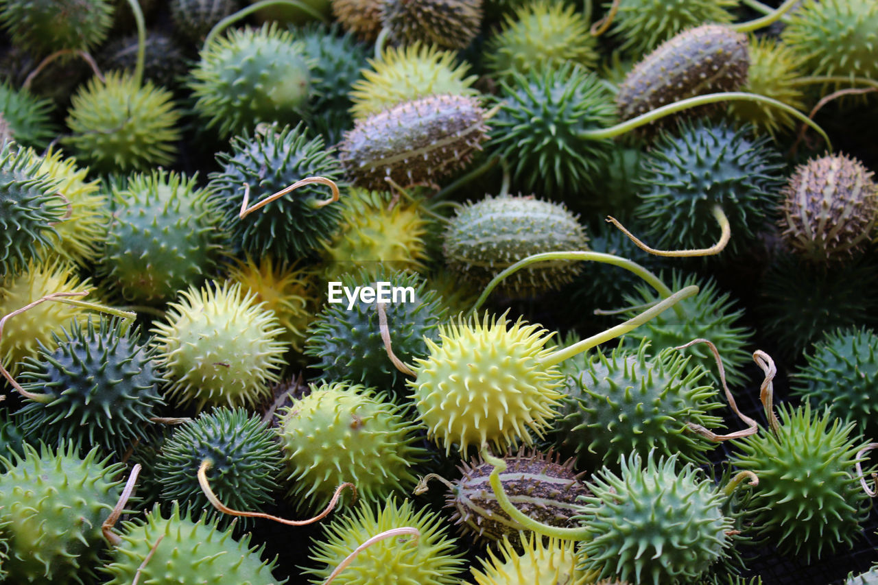 FULL FRAME SHOT OF CACTUS GROWING OUTDOORS