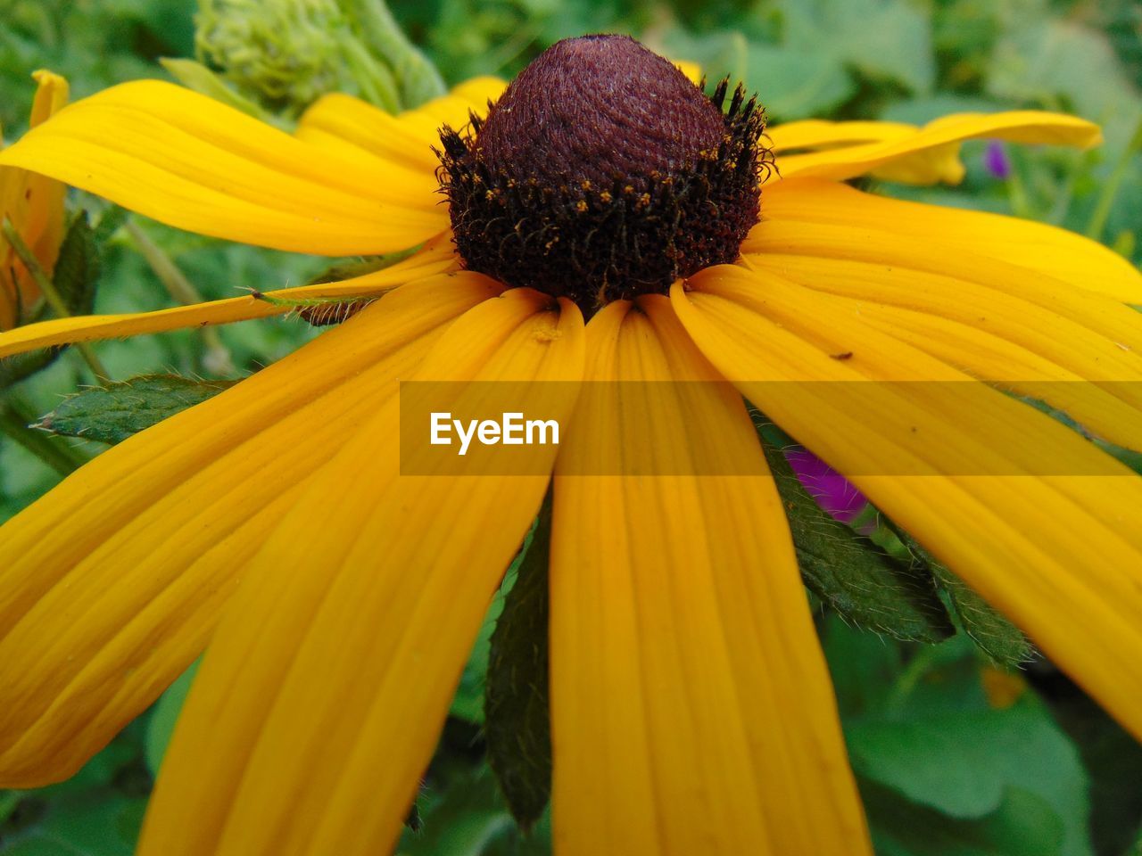 CLOSE-UP OF FRESH YELLOW FLOWER BLOOMING IN GARDEN