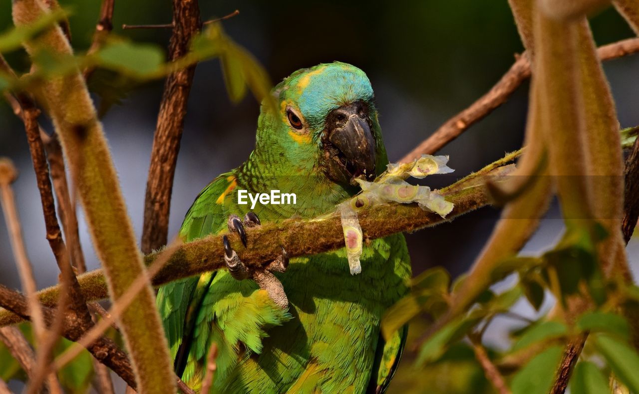 Close-up of bird perching on branch