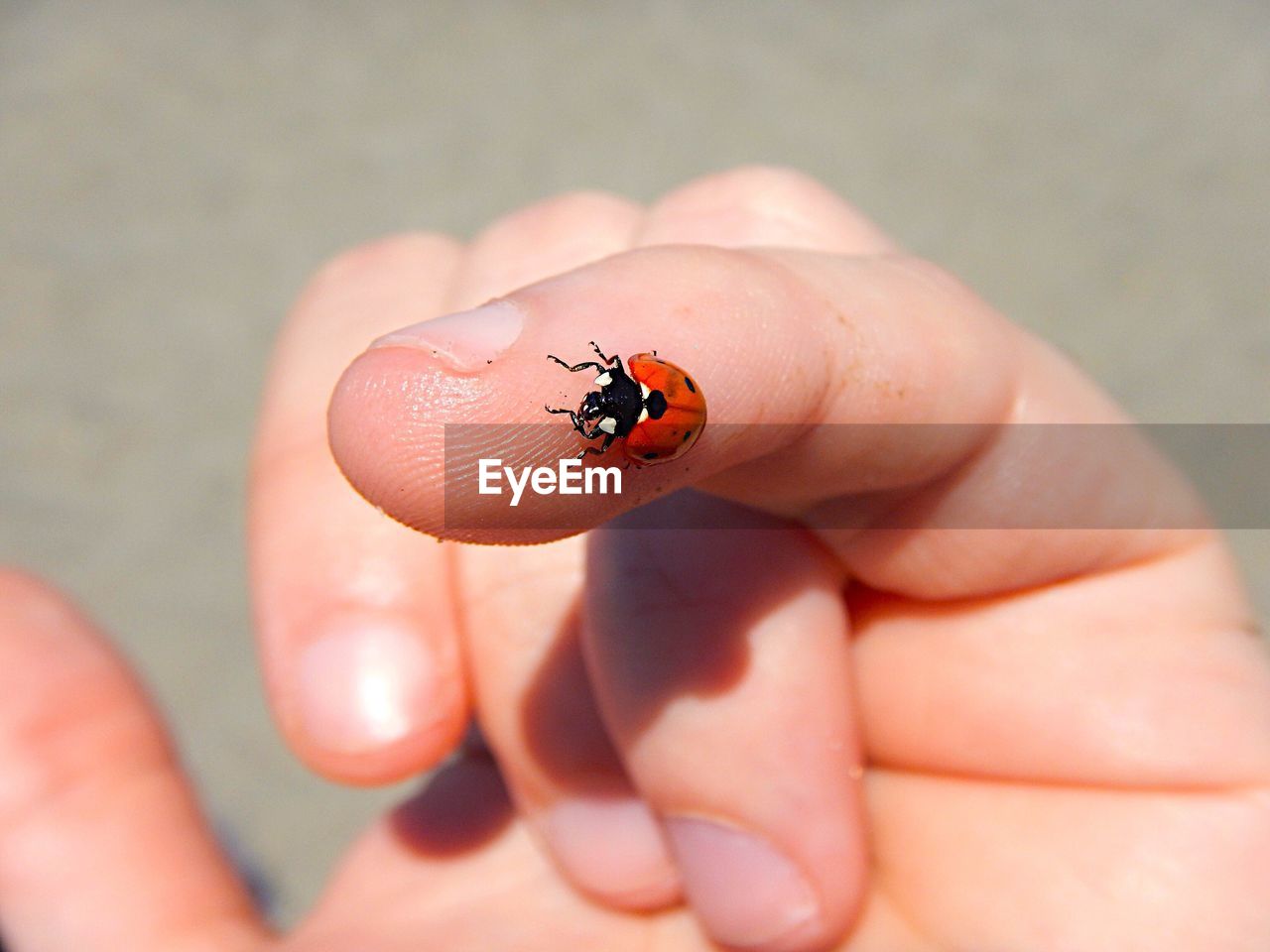 Close-up of ladybug on human finger