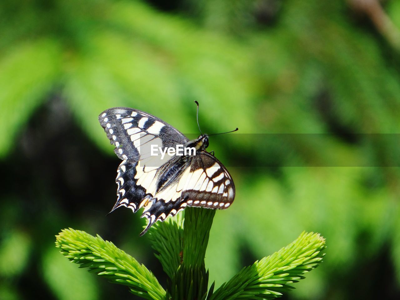 Close-up of butterfly perching on plant