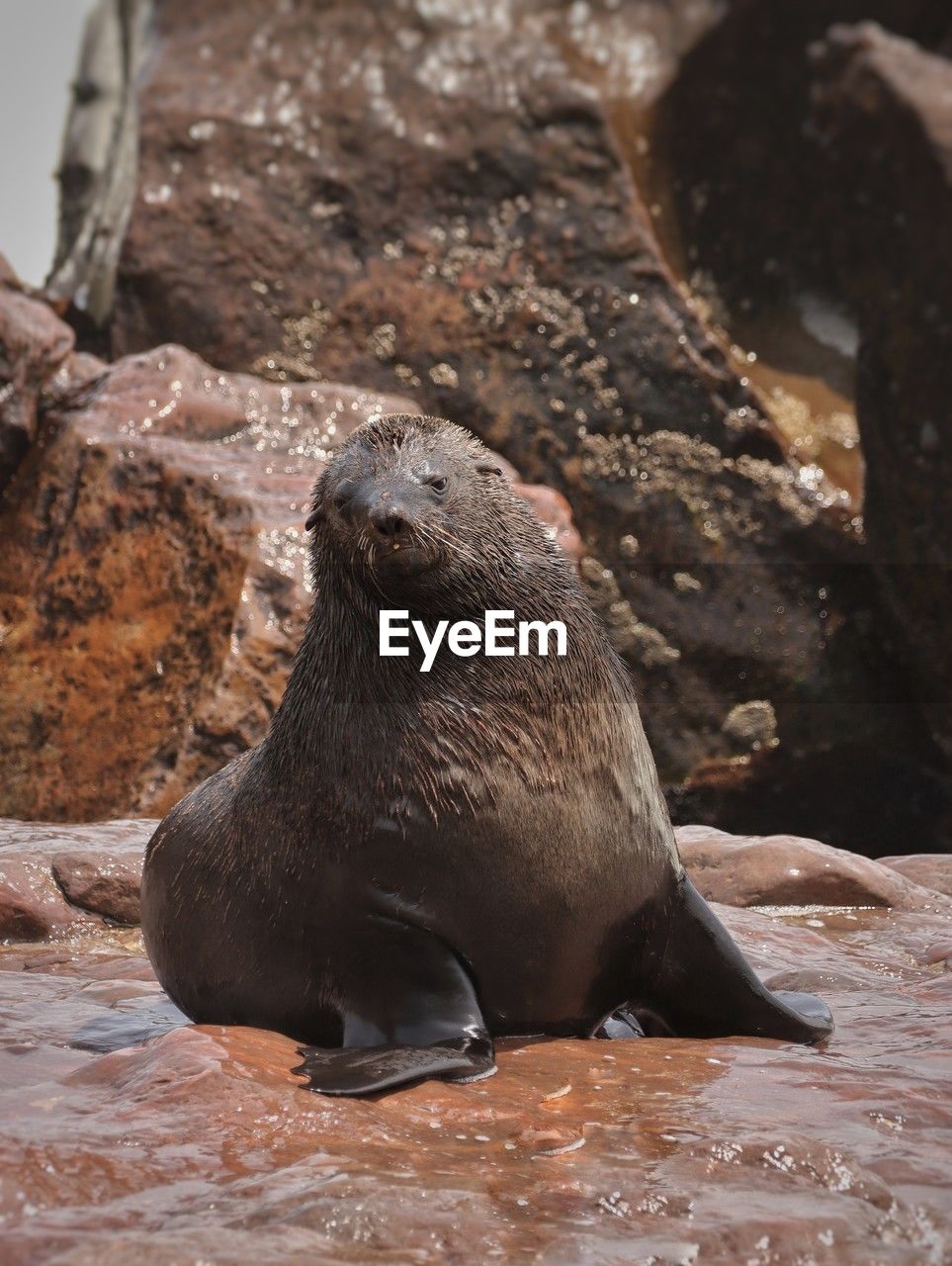 animal themes, animal, animal wildlife, wildlife, sea lion, seal, mammal, marine mammal, one animal, water, nature, underwater, sea, no people, harbor seal, rock, aquatic mammal, land, outdoors, day, portrait, beach, relaxation, animal body part, sea life