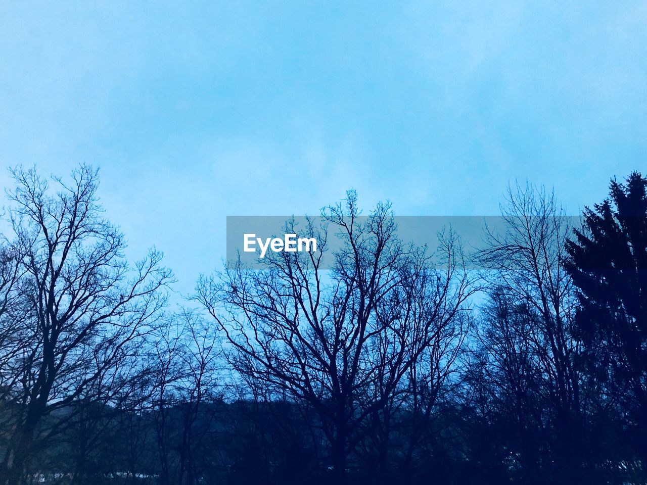 LOW ANGLE VIEW OF SILHOUETTE BARE TREES AGAINST SKY