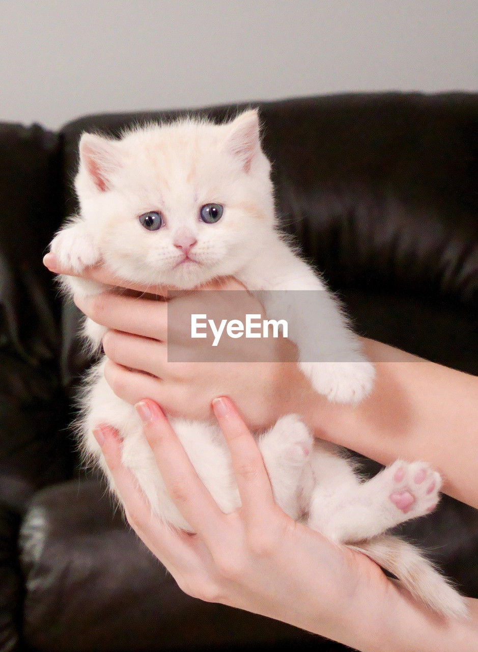 Hands holding fluffy cream kitten