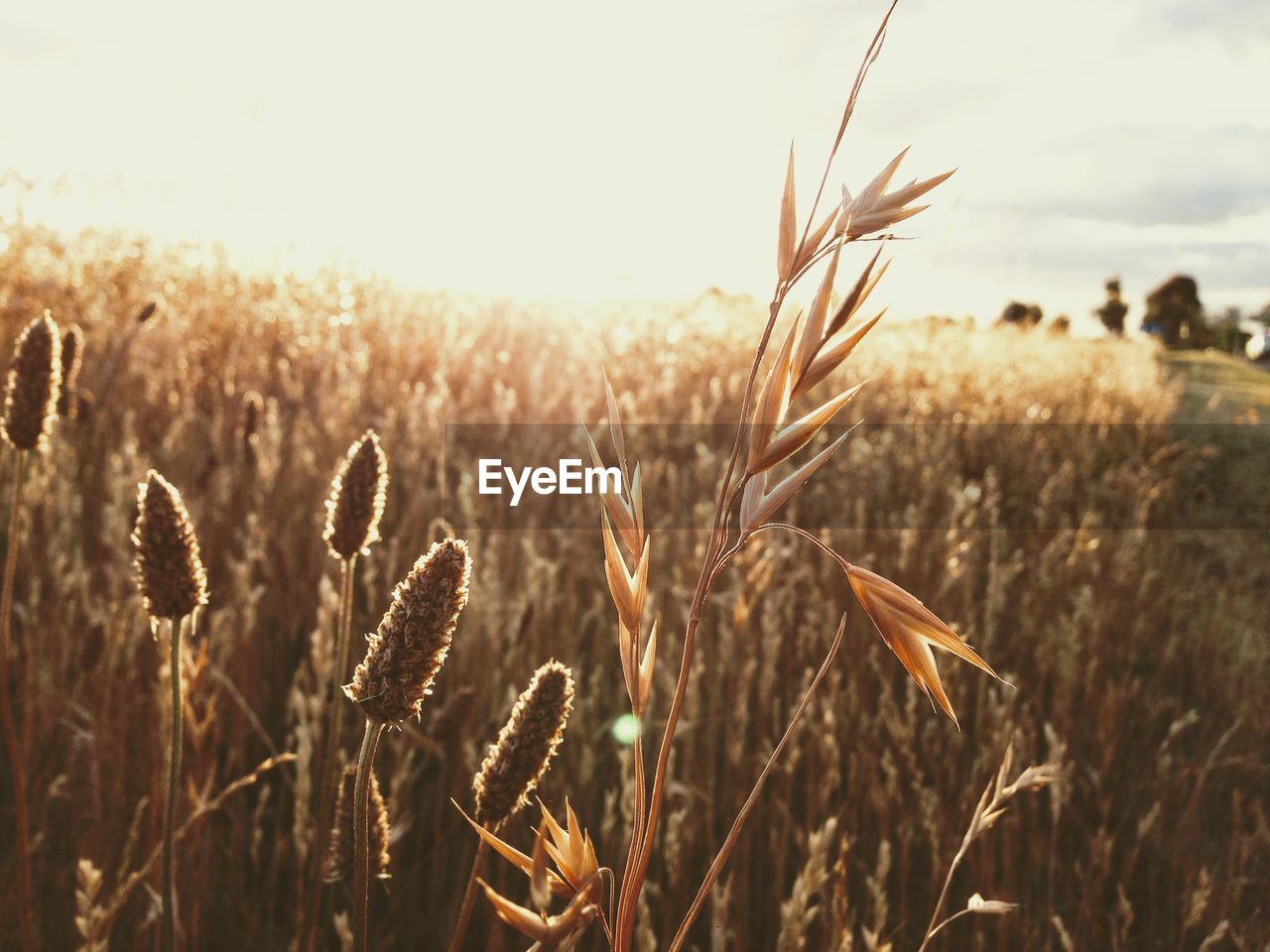 Close-up of plant in field against sky