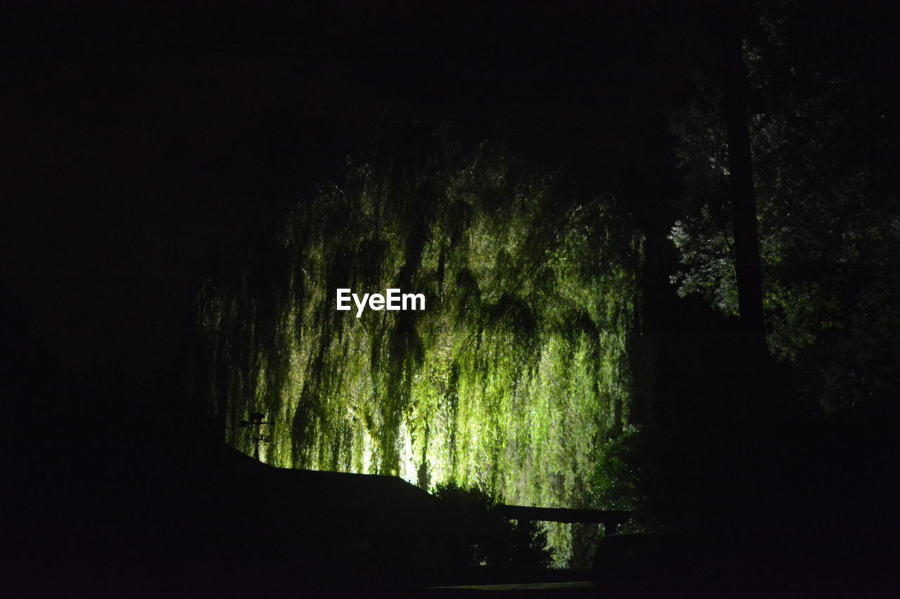 Low angle view of silhouette trees against sky at night