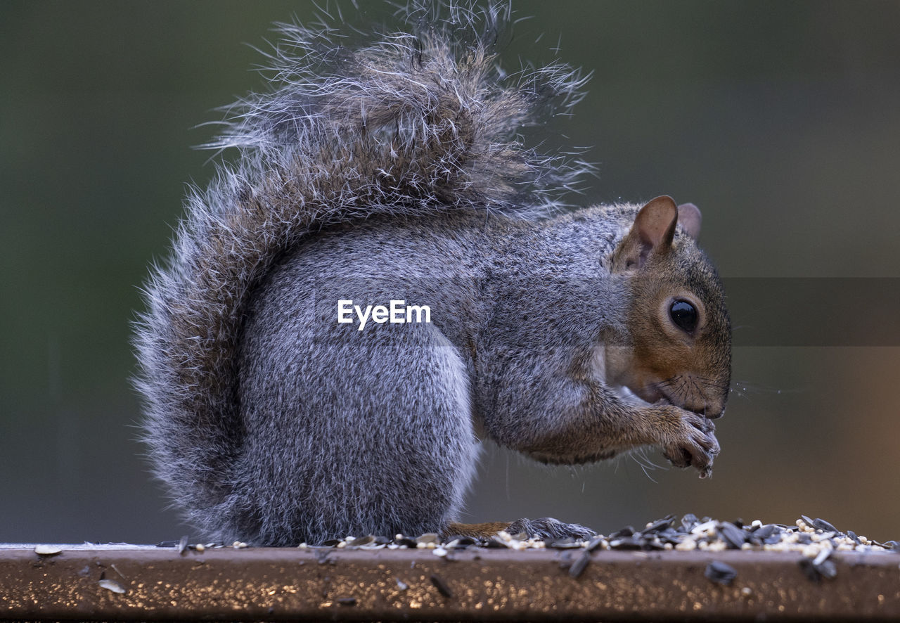 Squirrel eats on the garden fence