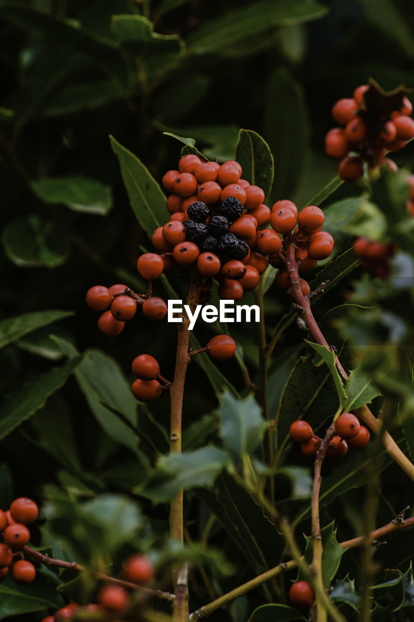 Close-up of berries growing on tree