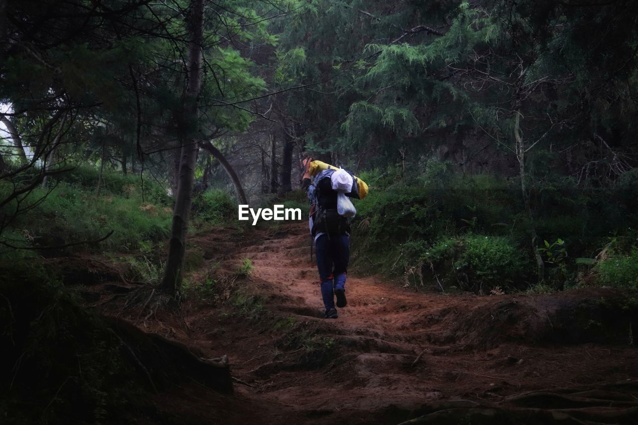 Rear view of man walking in forest