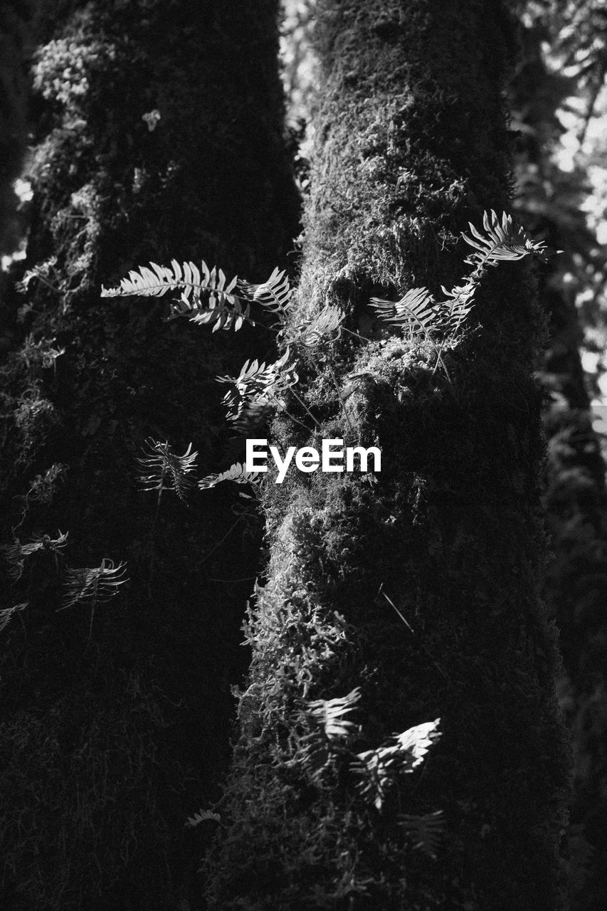 LOW ANGLE VIEW OF TREE TRUNK IN FOREST