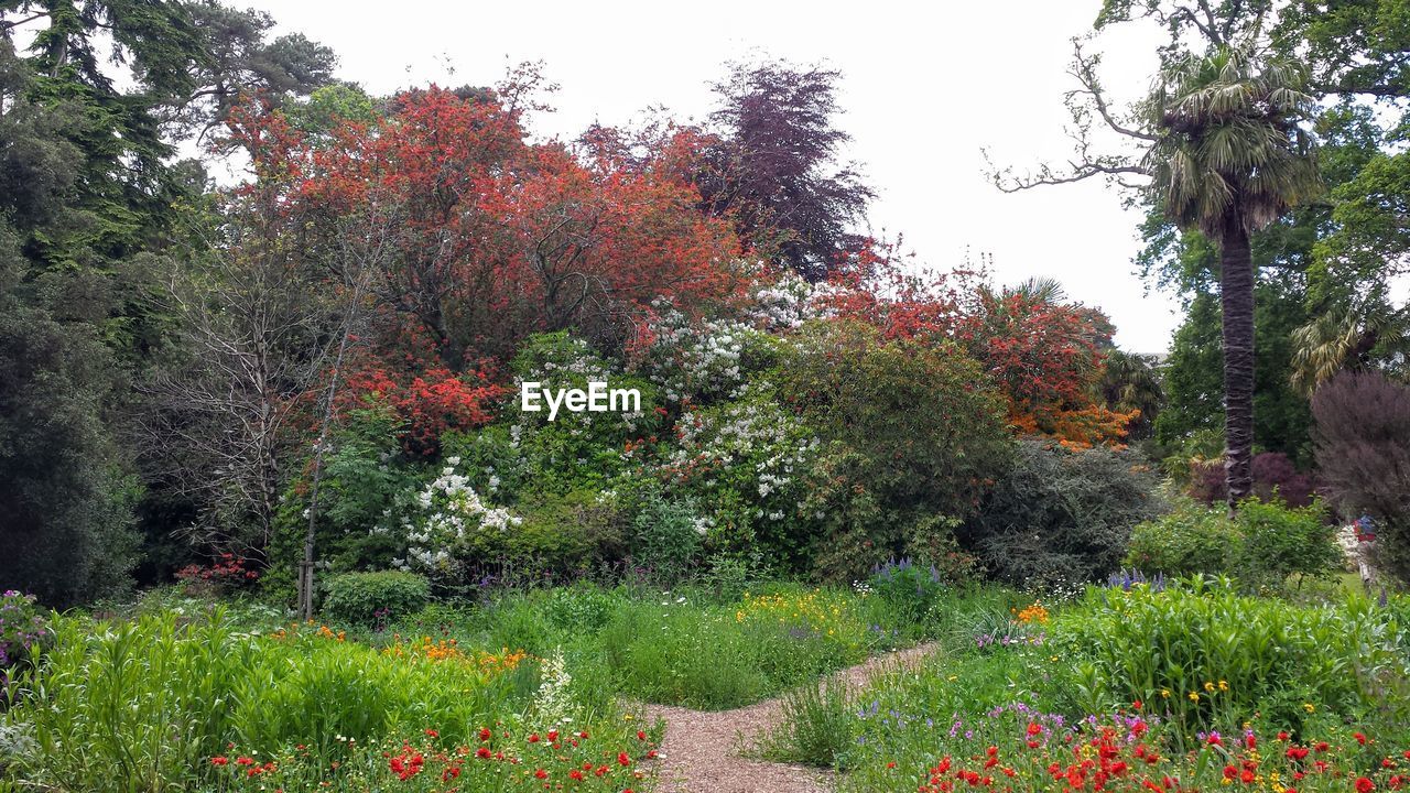 TREES GROWING IN THE PARK