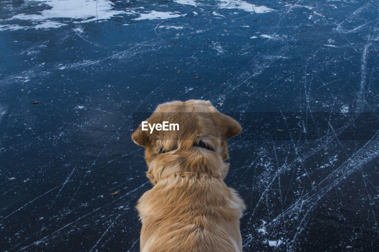 High angle view of dog over ice rink