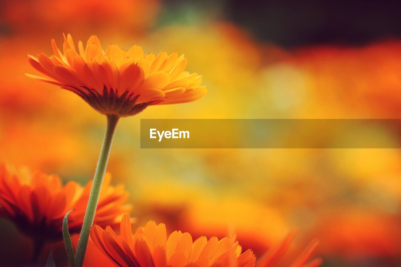 Close-up of fresh orange flowers blooming outdoors