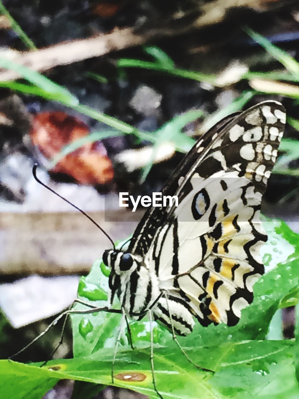 BUTTERFLY ON A LEAF