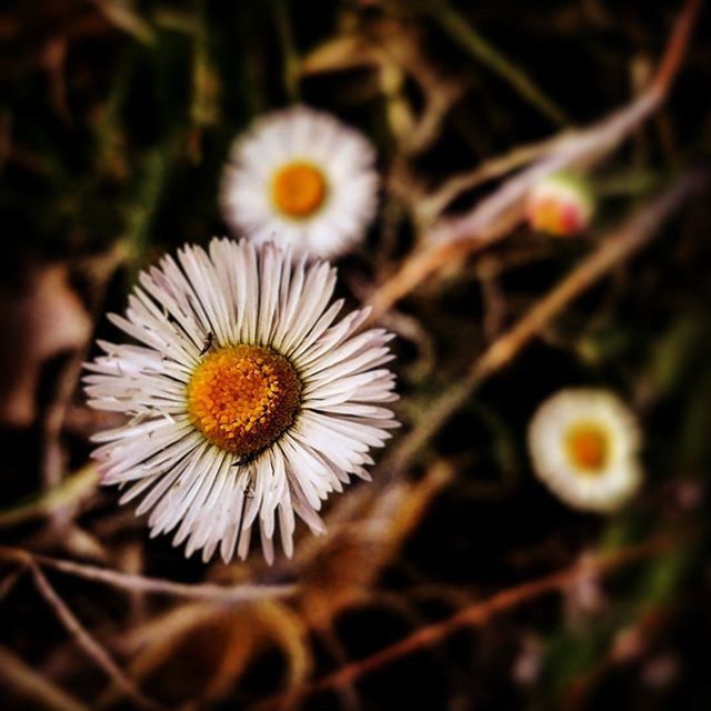 CLOSE-UP OF WHITE DAISY FLOWERS