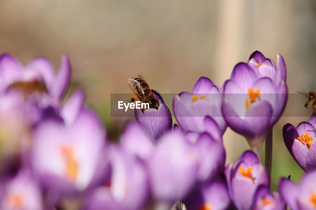 CLOSE-UP OF INSECT ON PURPLE FLOWERING