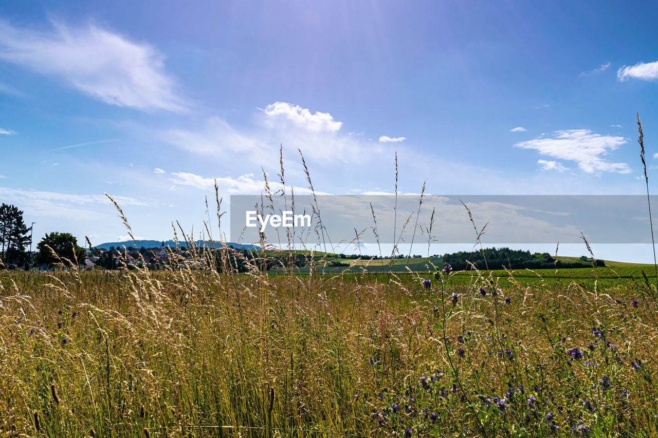 Scenic view of grassy field against sky