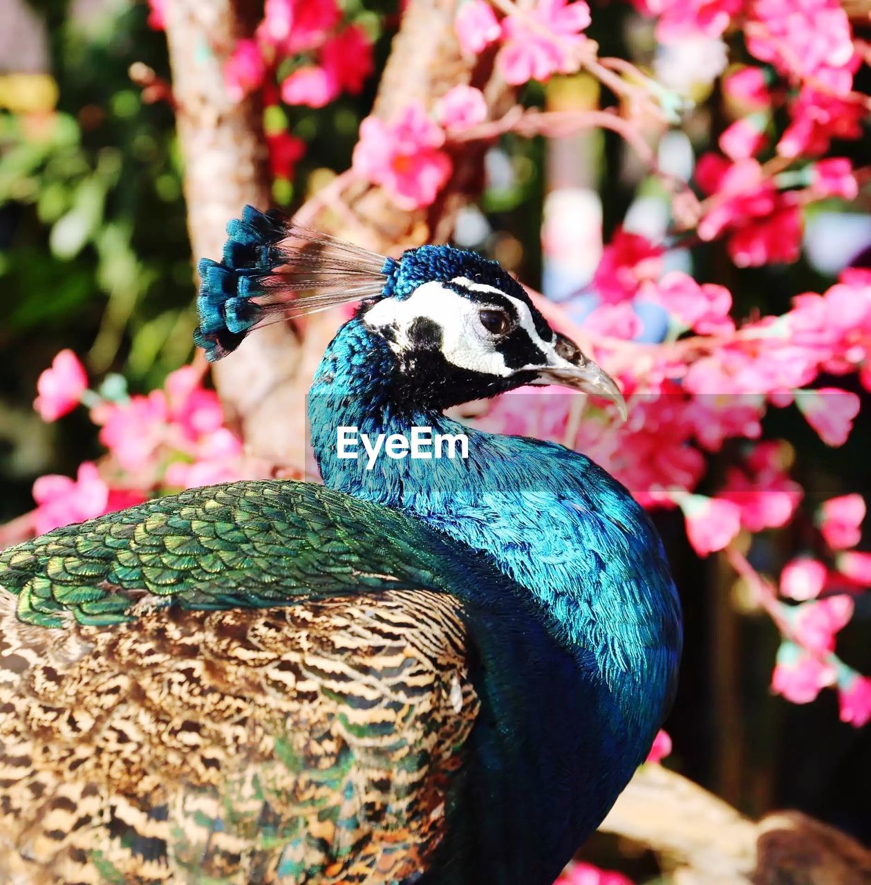 CLOSE-UP OF PEACOCK PERCHING ON FLOWER OUTDOORS