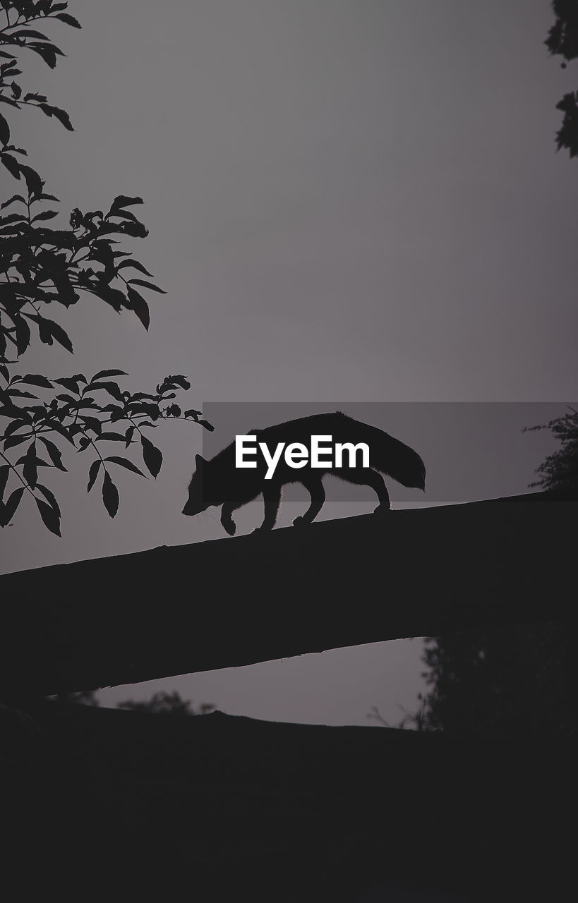 SILHOUETTE TREE AGAINST CLEAR SKY