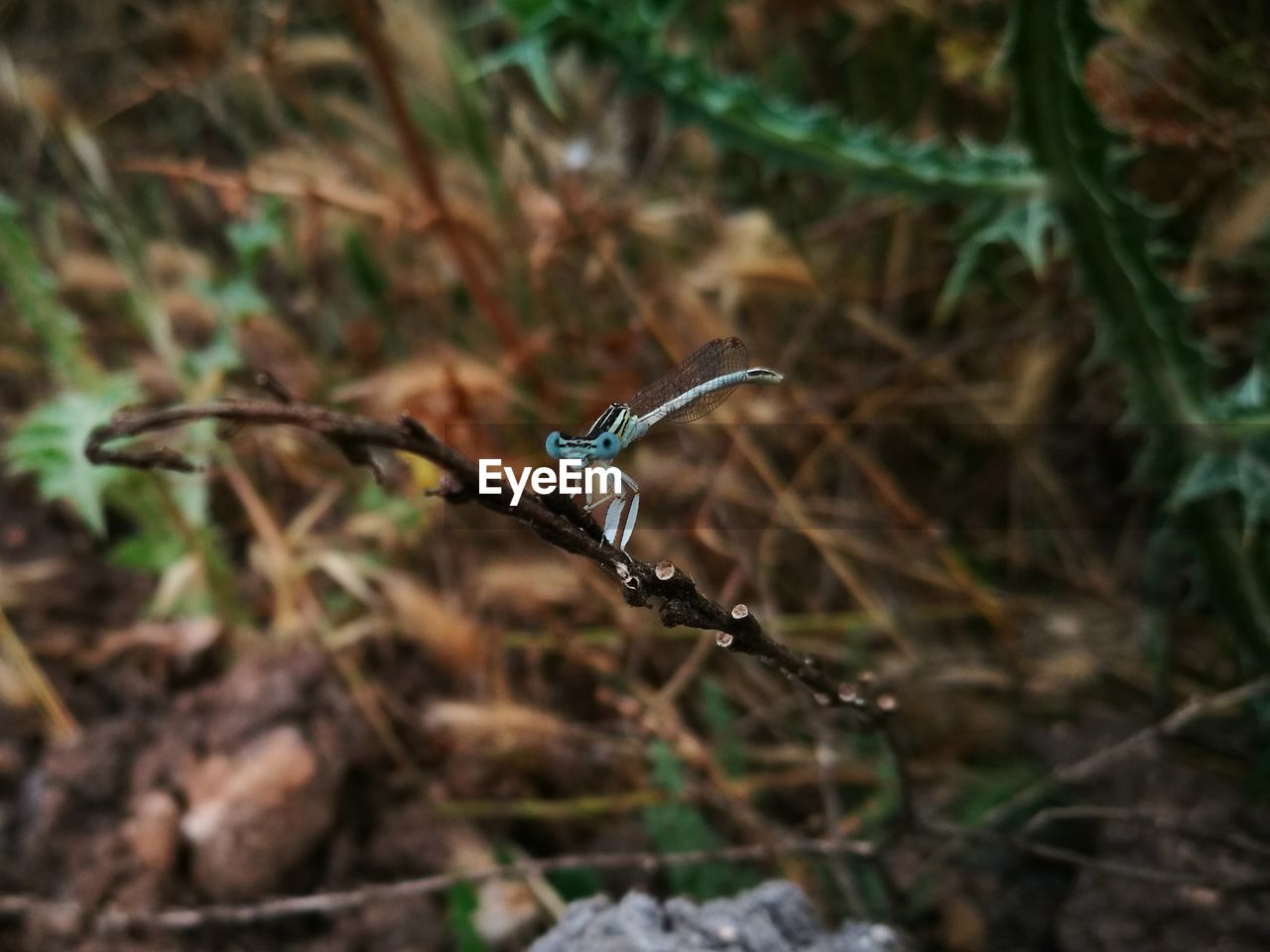 CLOSE-UP OF INSECT FLYING OVER LAND