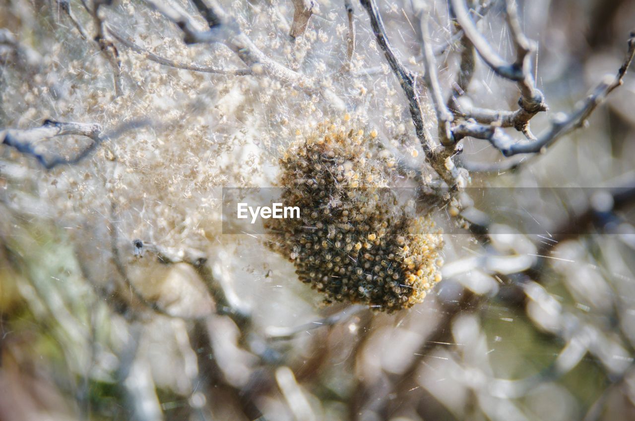 CLOSE-UP OF SNOW ON PLANT DURING WINTER