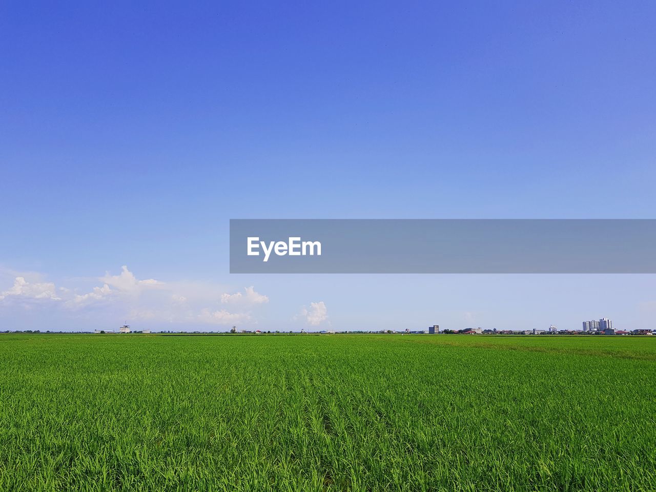 Scenic view of agricultural field against blue sky