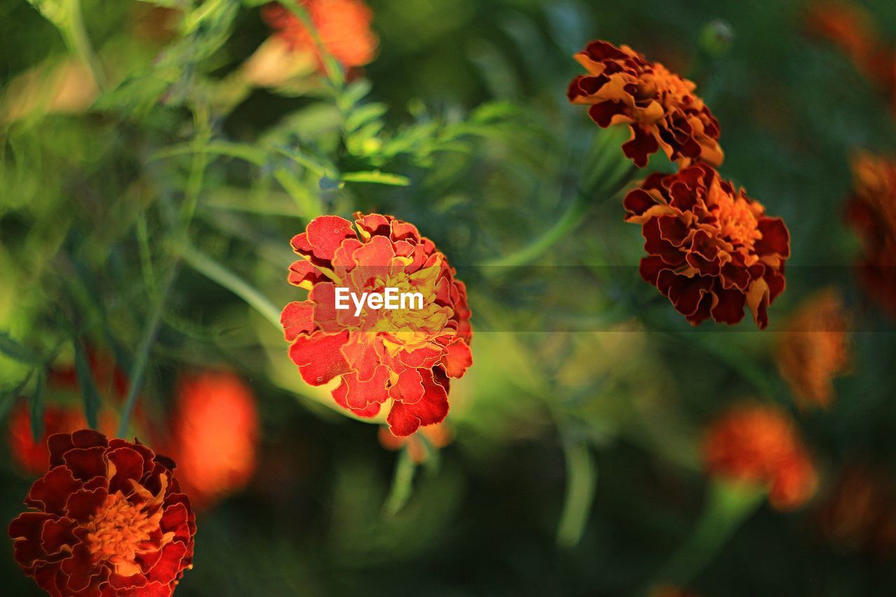 Close-up of red flowering plant