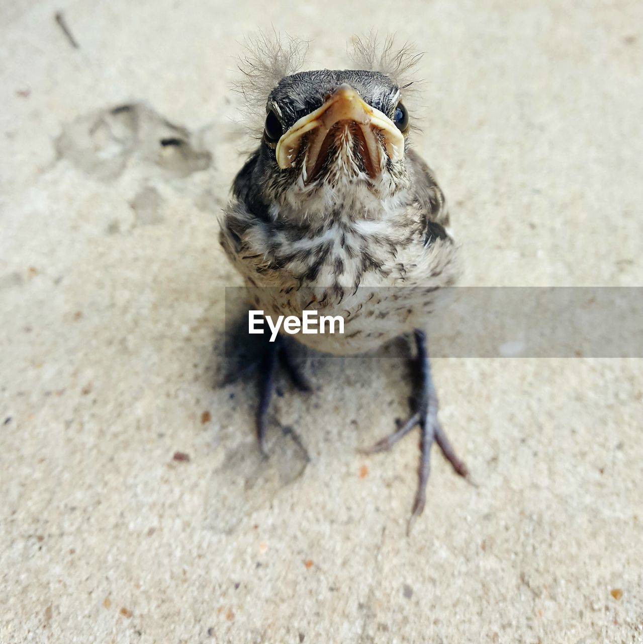 Close-up of bird perching on ground