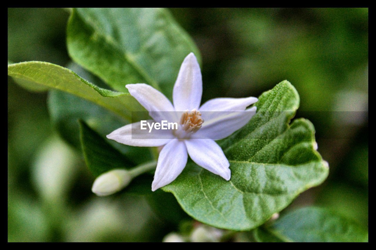 CLOSE-UP OF BLOOMING PLANT