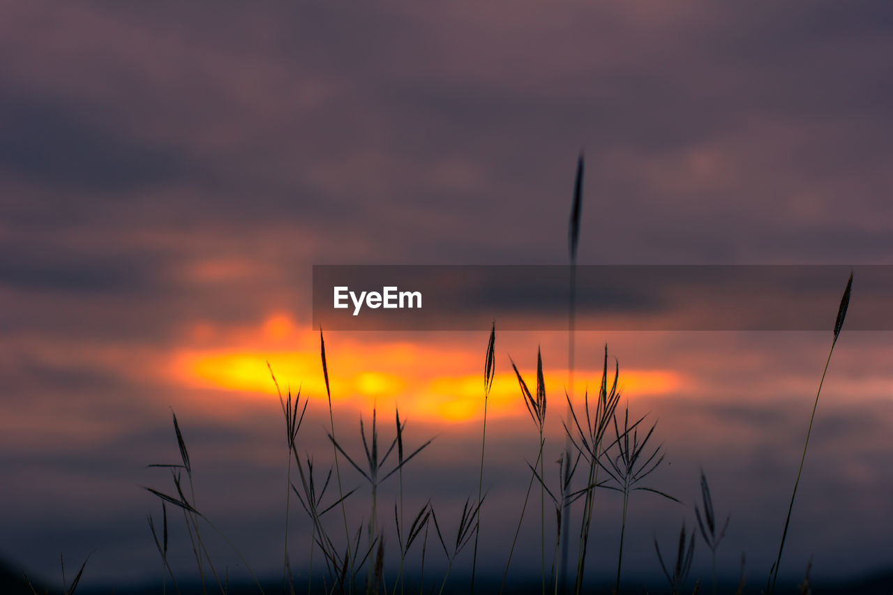 Silhouette plants on field against orange sky