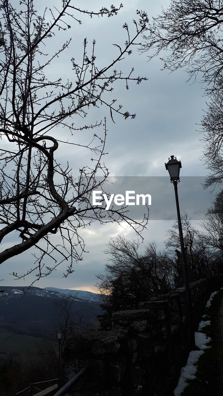 LOW ANGLE VIEW OF TREE AGAINST SKY