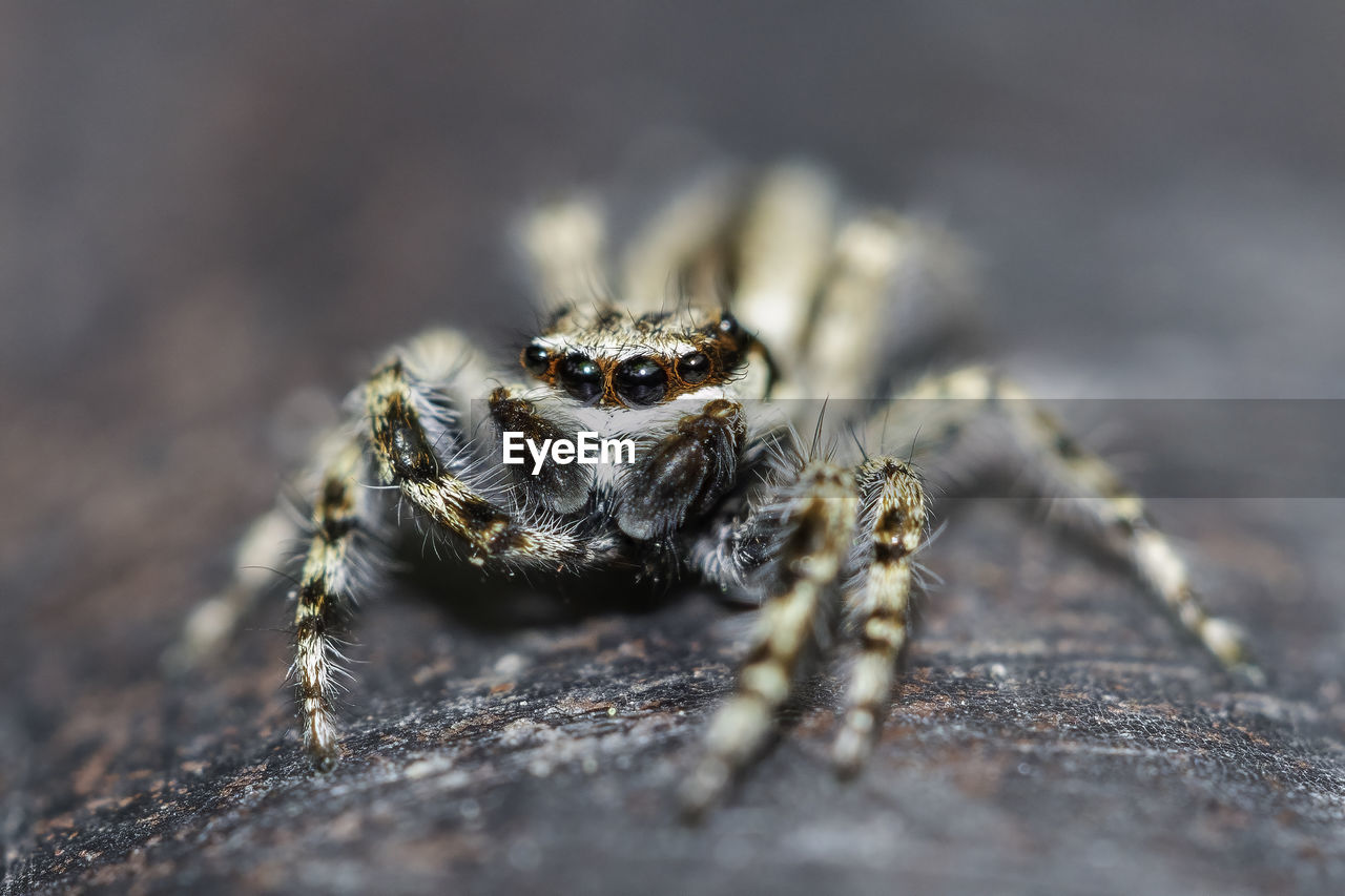 CLOSE-UP OF SPIDER IN THE ANIMAL