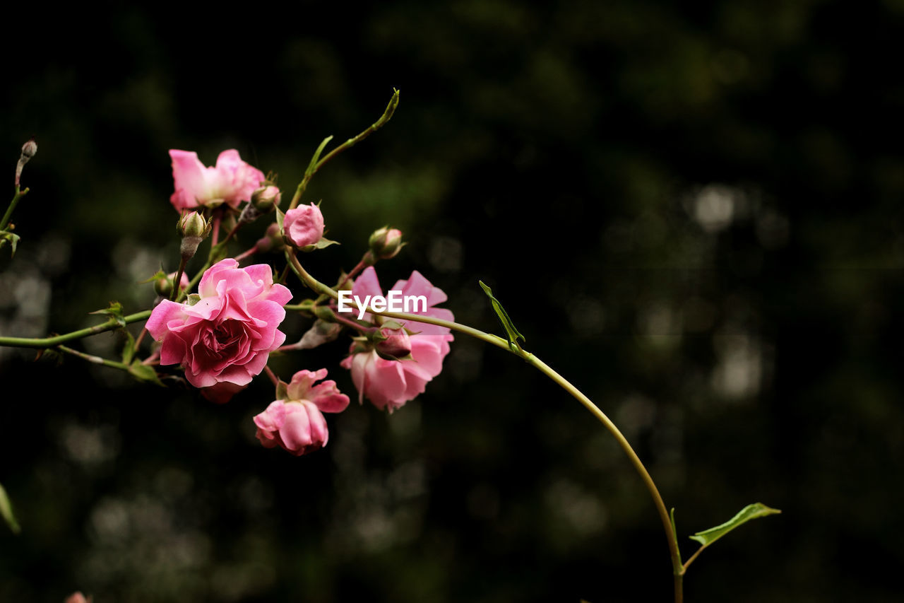 Close-up of pink flowers