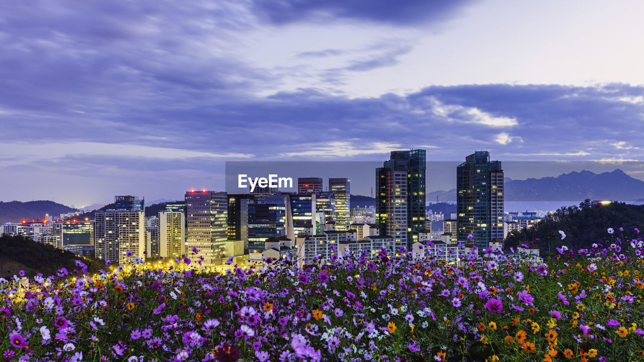 PURPLE FLOWERING PLANTS AND BUILDINGS AGAINST SKY