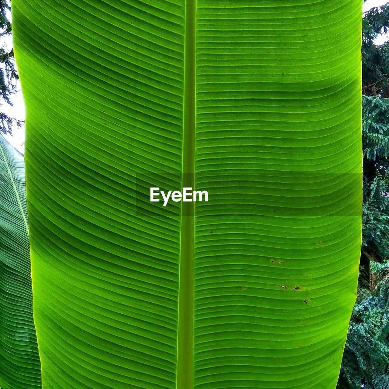 DETAIL SHOT OF LEAVES