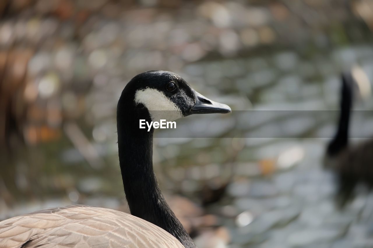 Close-up of a canadian goose