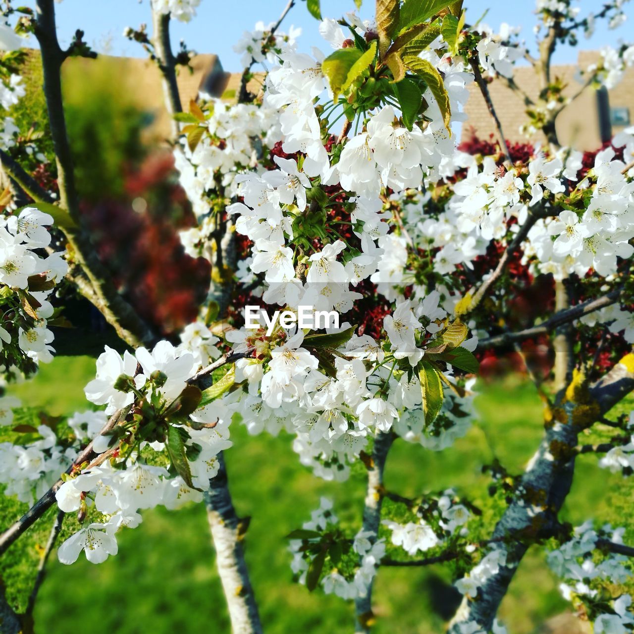 CLOSE-UP OF FLOWER TREE