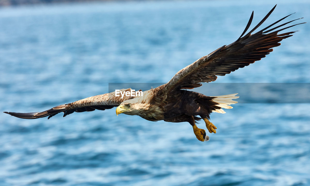 Seaeagle flying over a sea