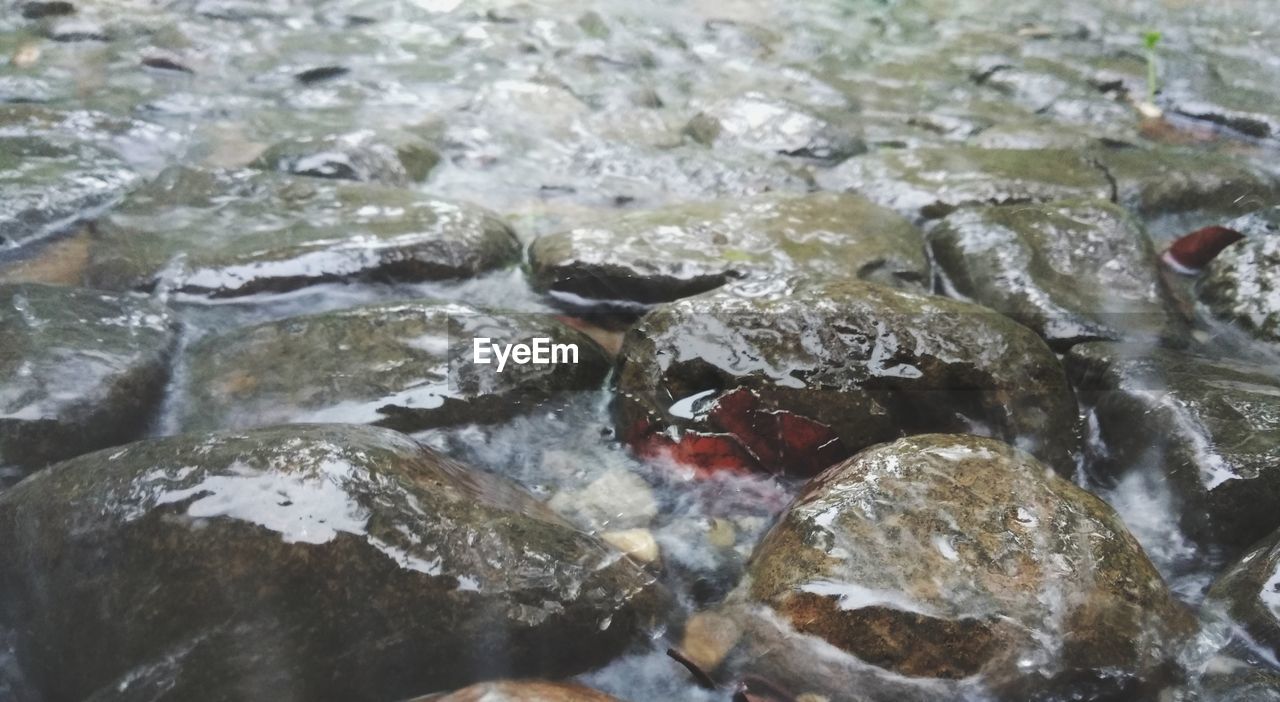 CLOSE-UP OF FISH ON ROCK