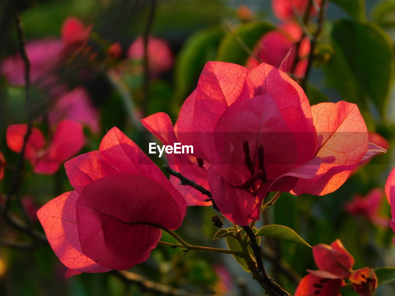 CLOSE-UP OF RED FLOWER