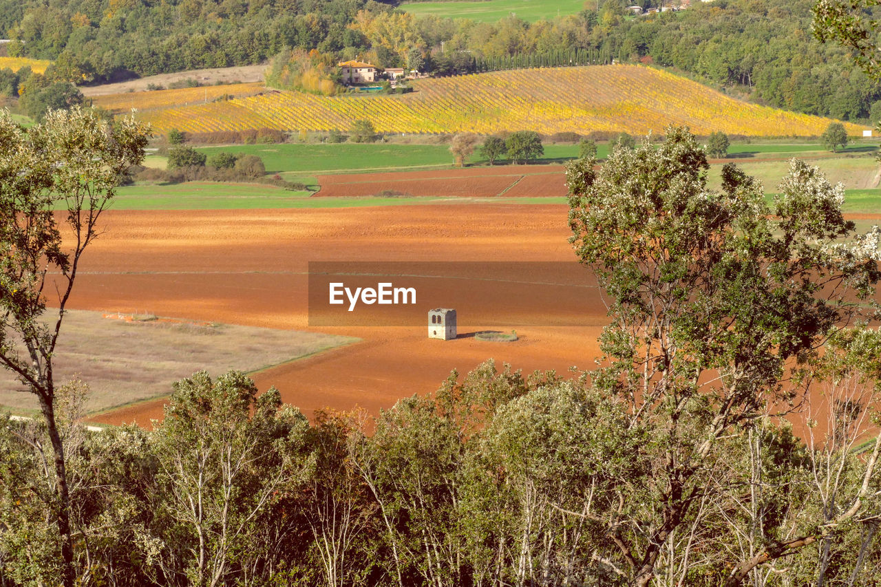 HIGH ANGLE VIEW OF PLANTS GROWING ON FIELD