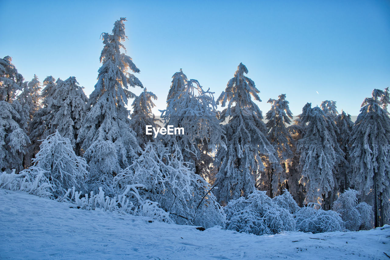 SNOW COVERED TREES AGAINST SKY