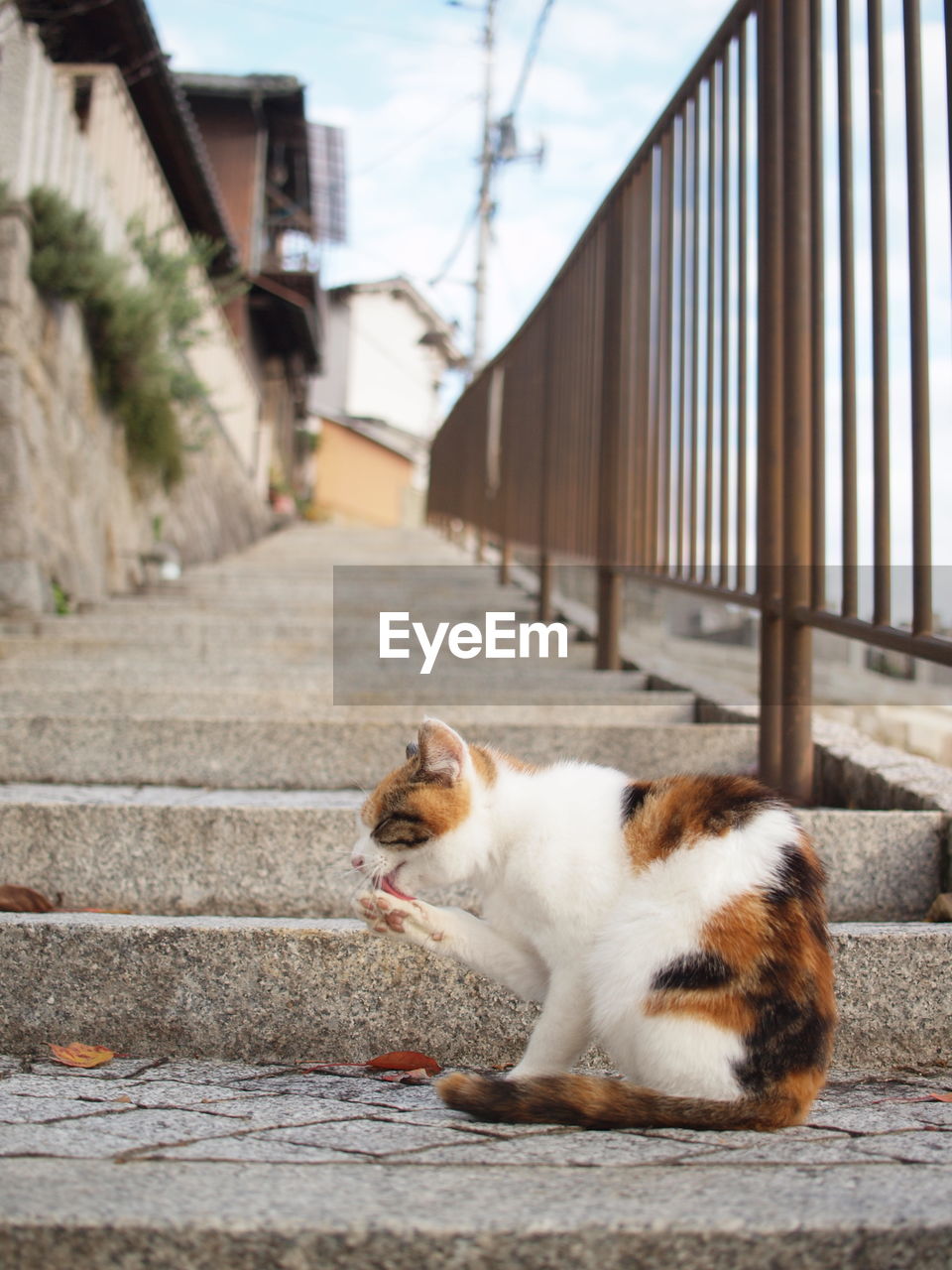 Cat sitting on steps outside
