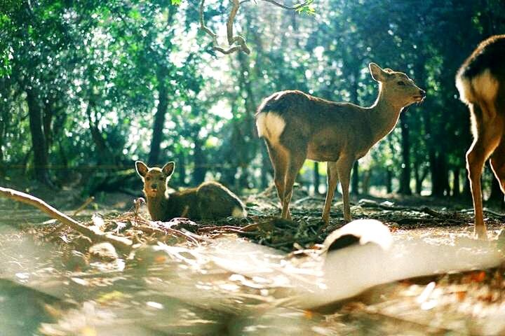 VIEW OF DEER IN FOREST