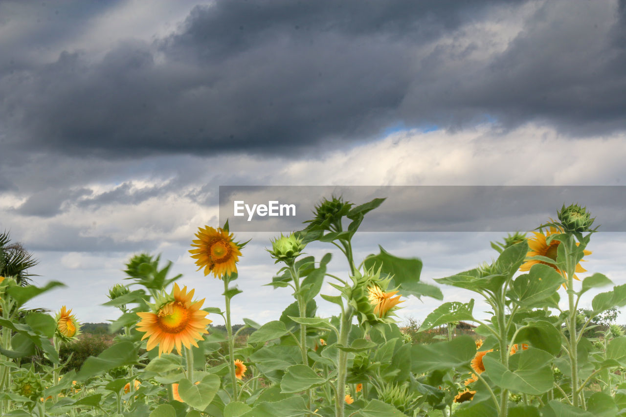 Sunflowers against cloudy sky