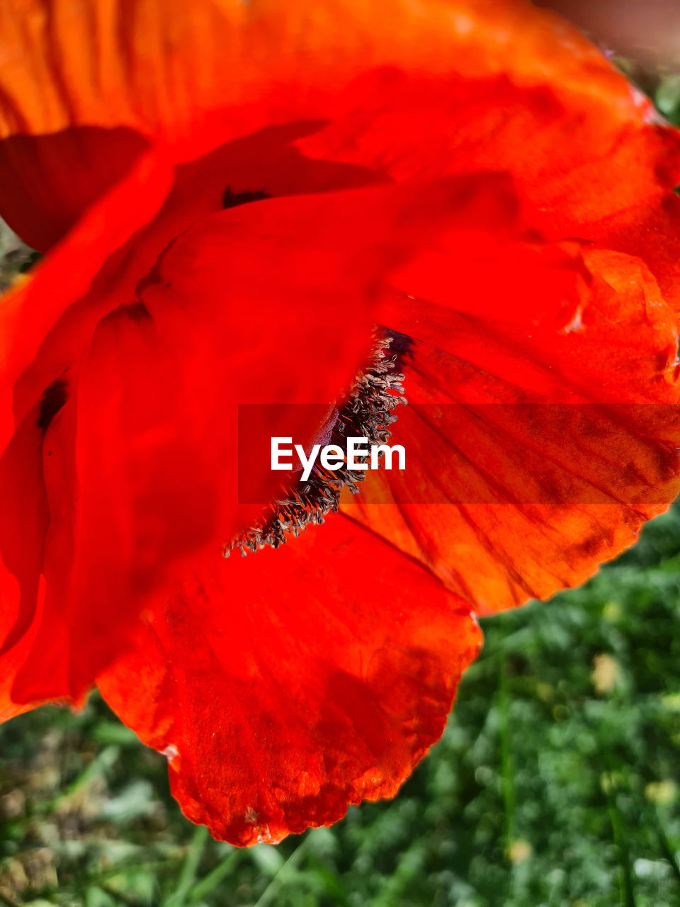 poppy, red, flower, plant, beauty in nature, flowering plant, close-up, macro photography, petal, flower head, nature, freshness, fragility, growth, inflorescence, no people, insect, animal, animal wildlife, focus on foreground, animal themes, outdoors, day, orange color, one animal, leaf, wildlife, pollen