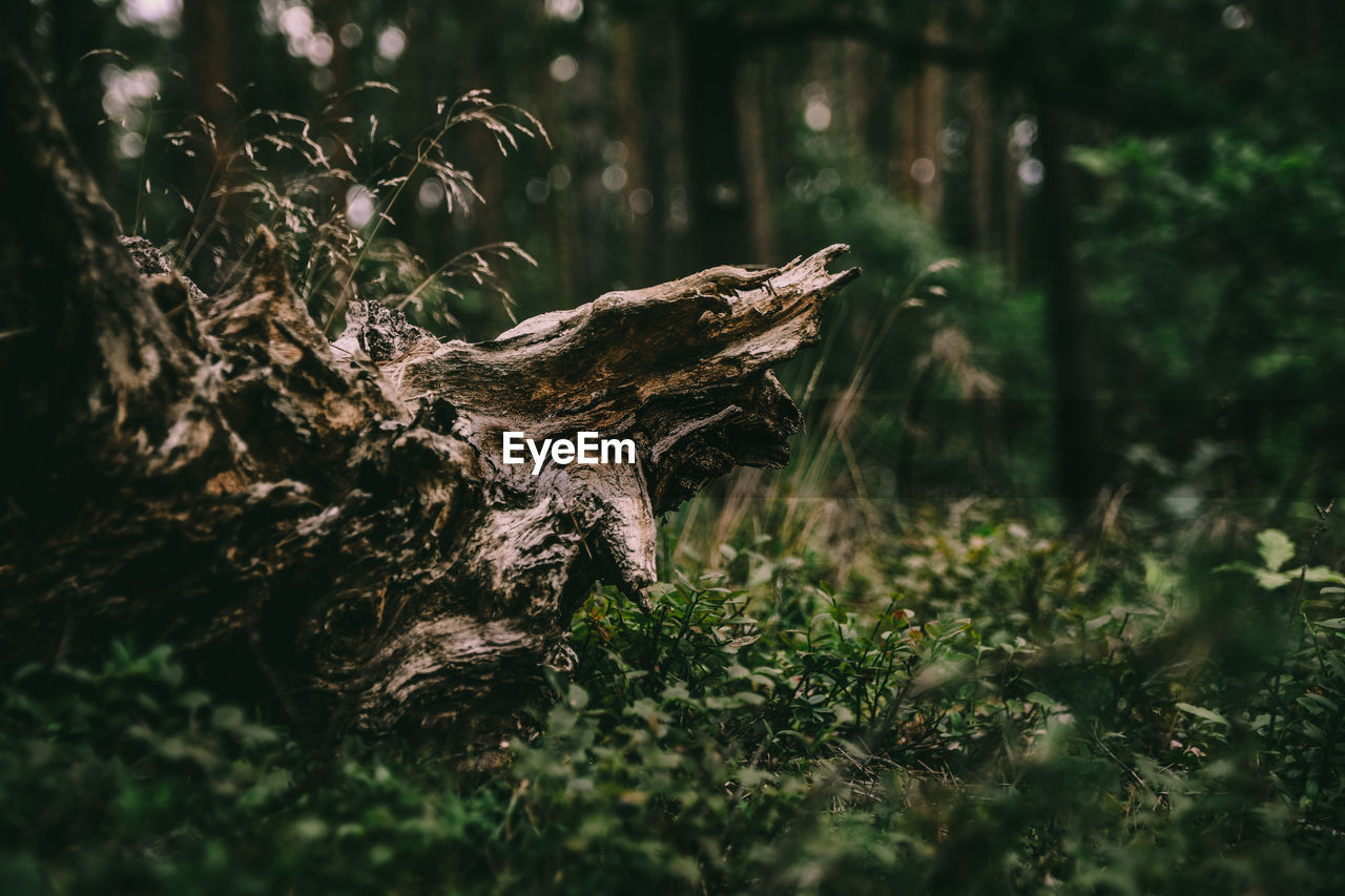 Close-up of tree trunk on field in forest