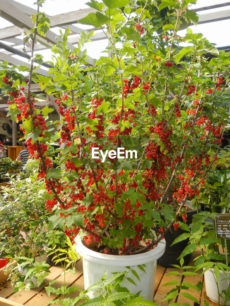 Red currant plants