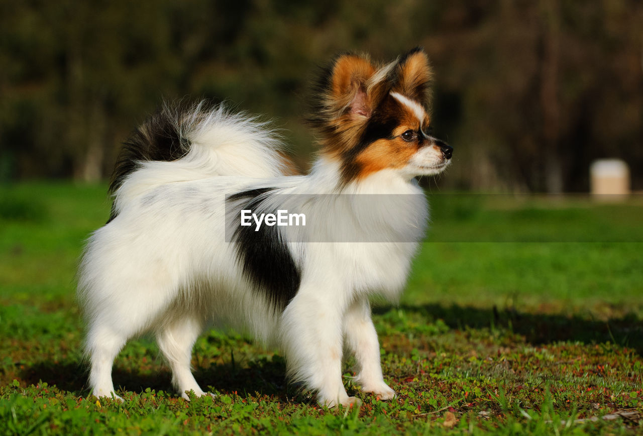 FULL LENGTH OF DOG ON FIELD